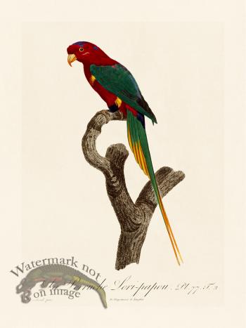 Barraband Parrot 077